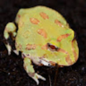 Meet your Posher, Steven